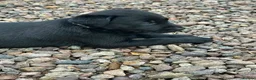 Labrador Retriever dogs for sale: Premium Labrador Puppies – Black and Charcoal - Advert 14