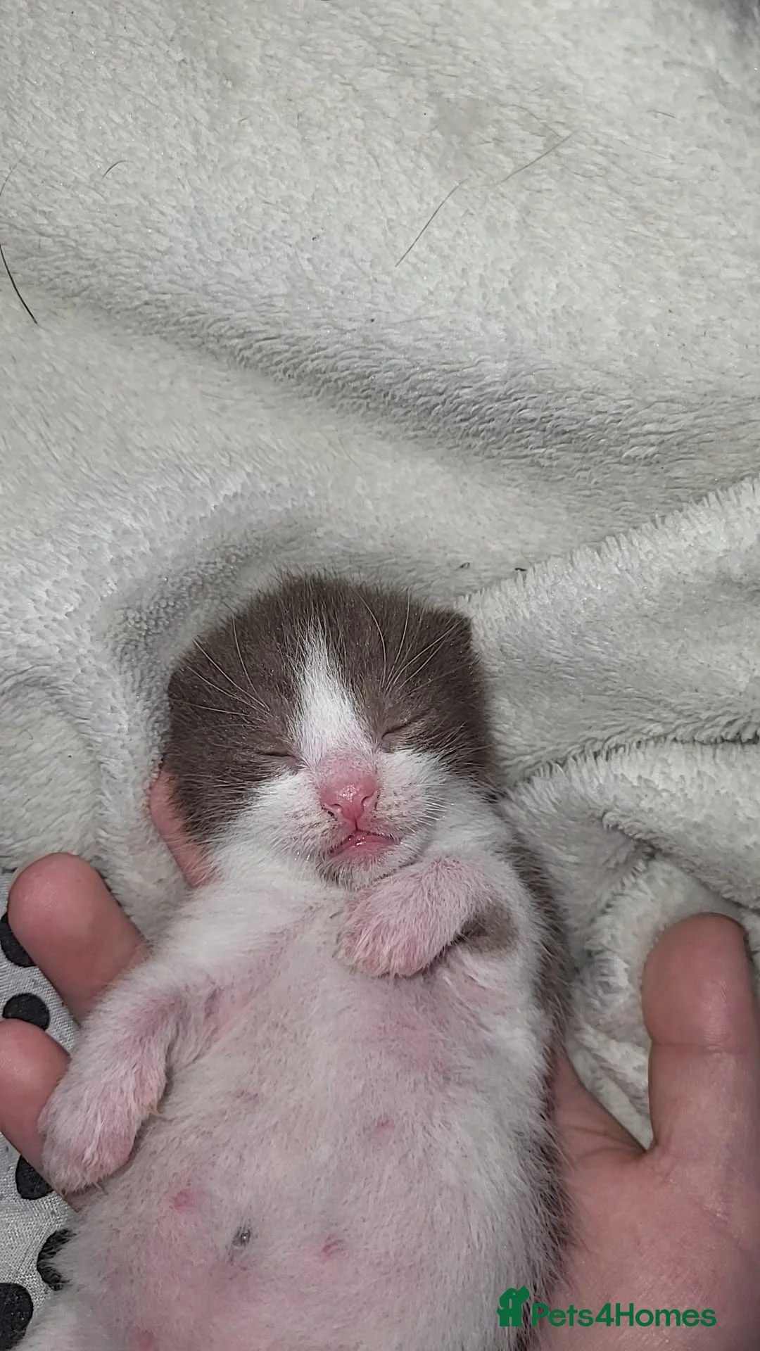 Mixed Breed cats for sale: Kittens  - Advert 5