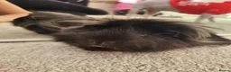 Guinea Pig rodents for sale: Two guinea pigs looking for a loving home! in Basildon - Advert 7