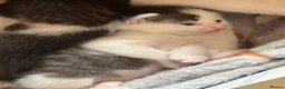 Mixed Breed cats for sale: Tabby and calico mixed breed in Cockermouth - Advert 9