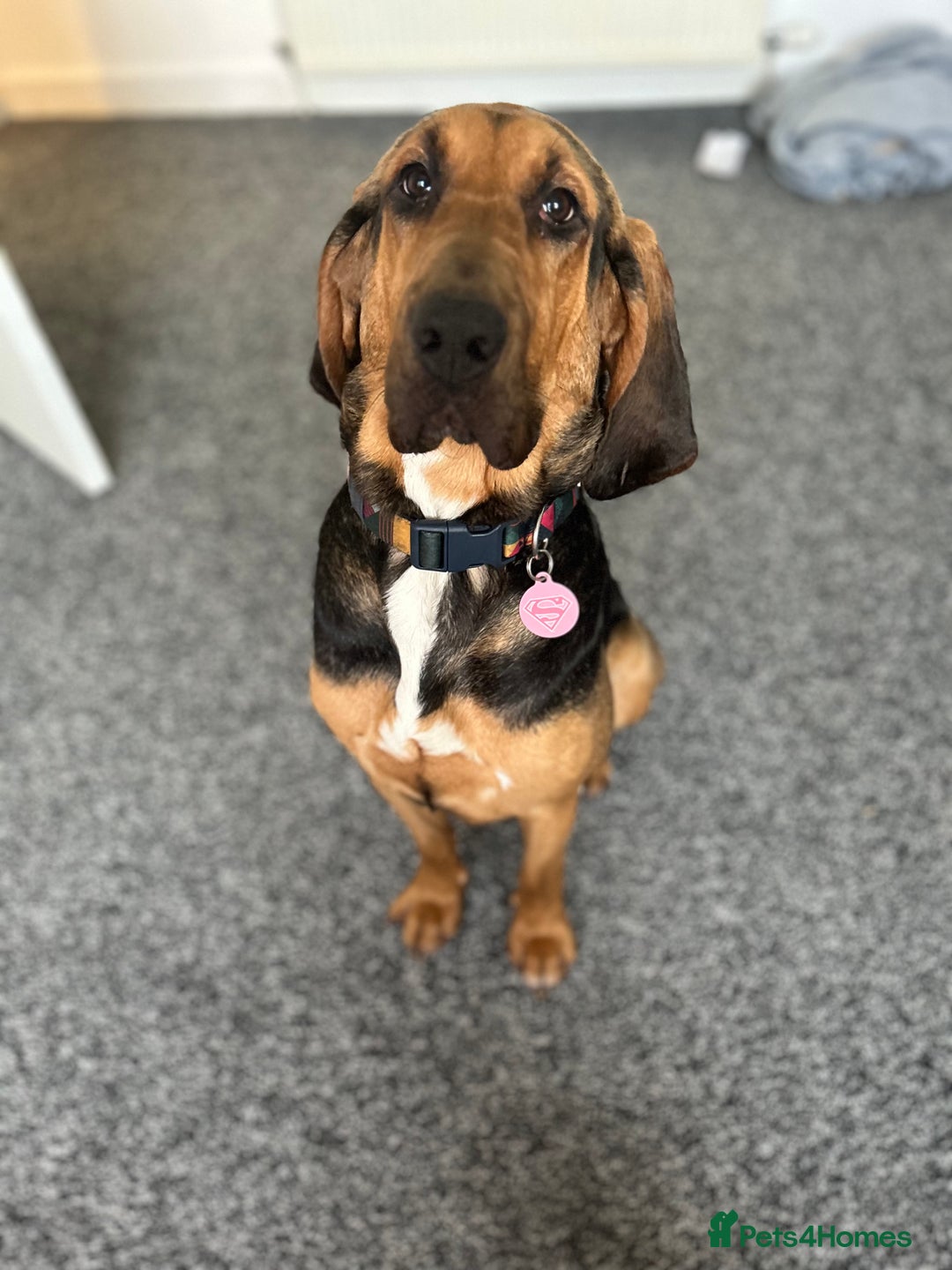 Bloodhound dogs for sale: Blood hound  - Advert 1