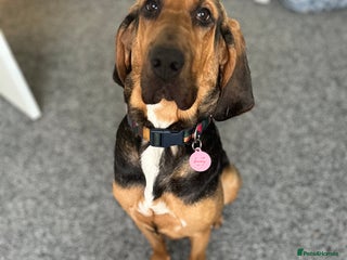 Bloodhound dogs Blood hound - Advert 1