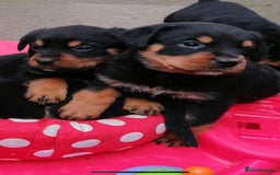Rottweiler dogs for sale: 6 Chunky Rottweiler Puppies  - Image 2