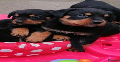 Rottweiler dogs - Advert 10