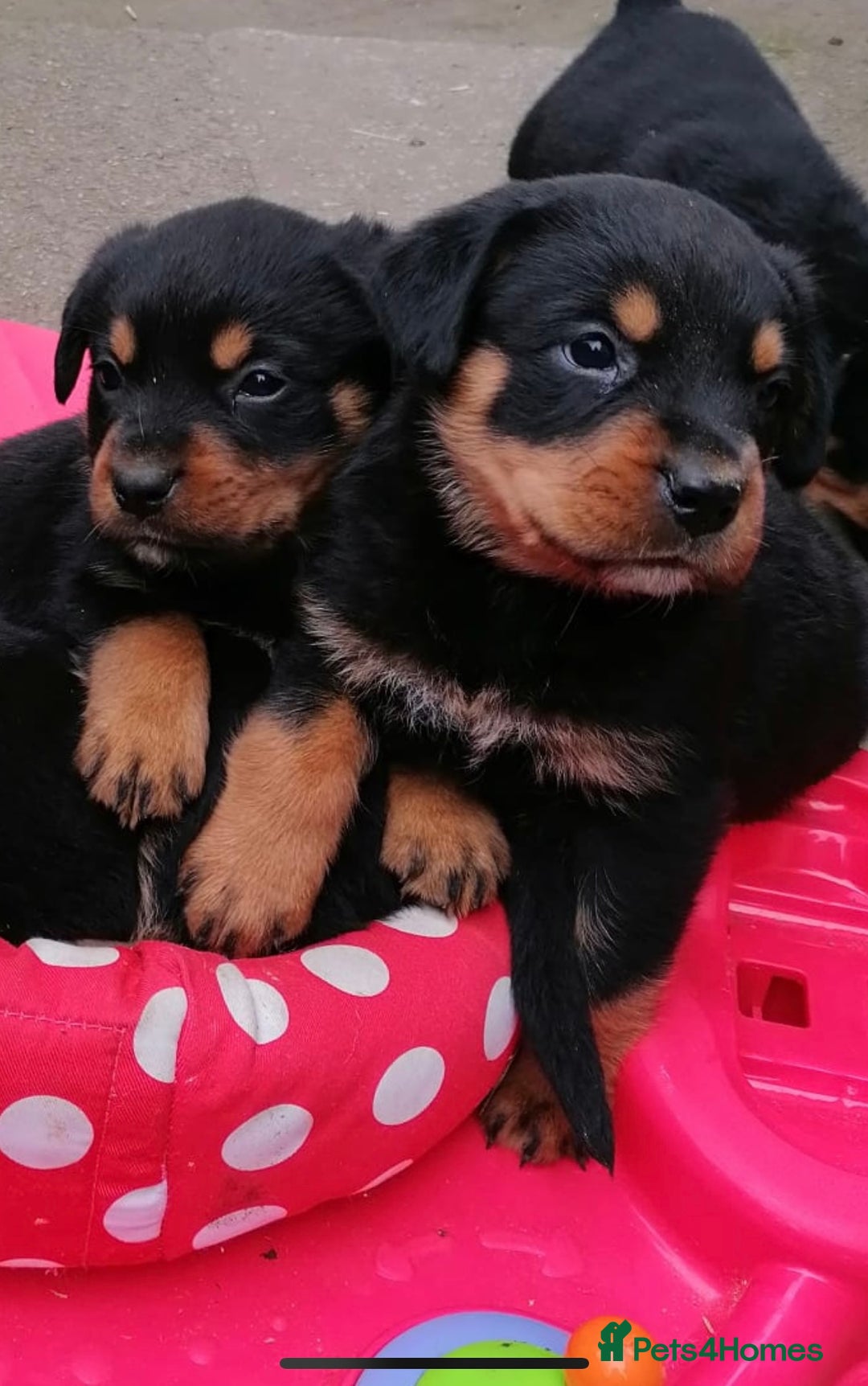 Rottweiler dogs for sale: 6 Chunky Rottweiler Puppies  - Image 2