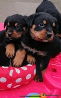 Rottweiler dogs - Advert 5