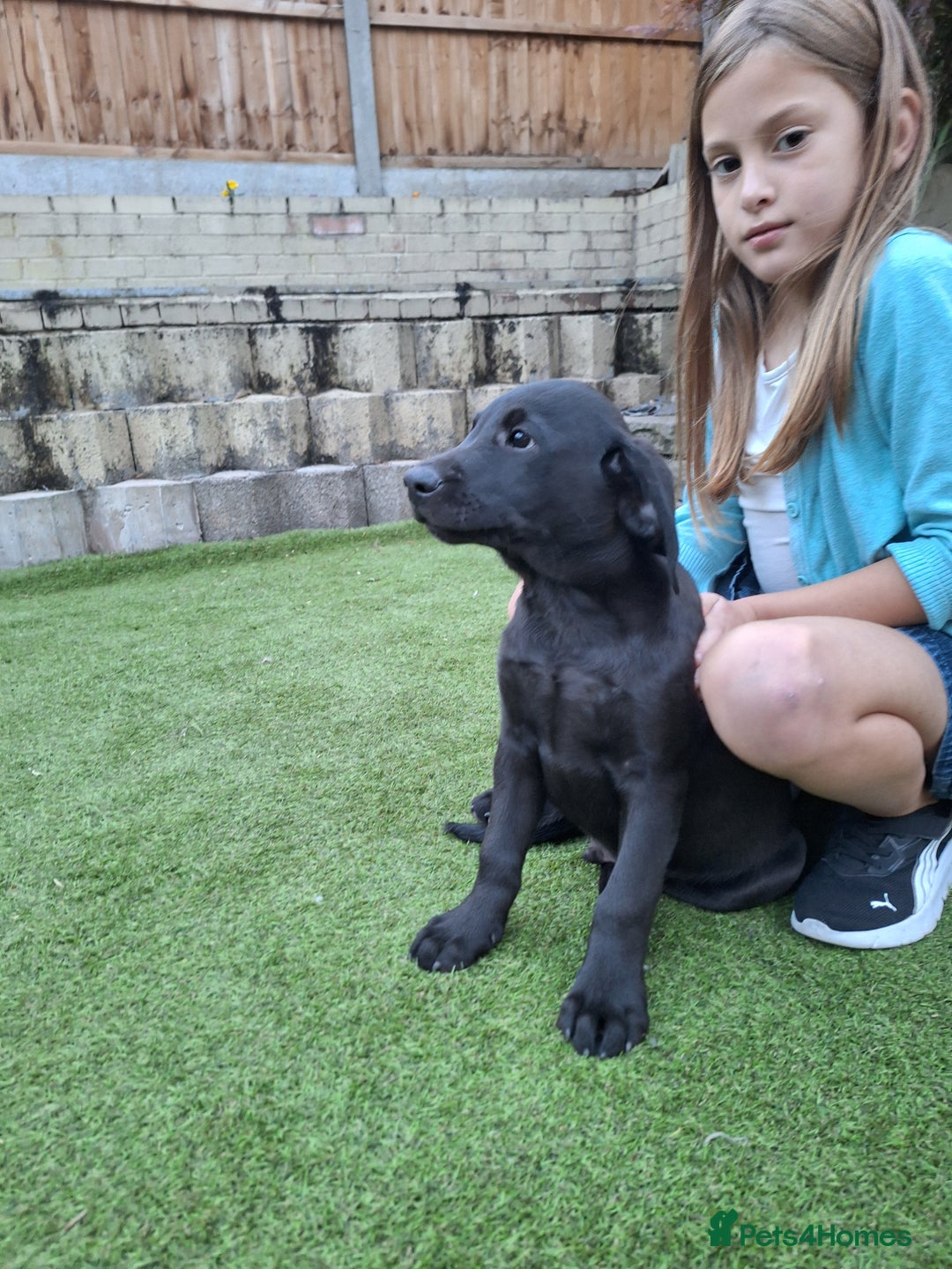 Labrador Retriever dogs for sale: ONLY 2 LEFT. Beautiful Healthy Labrador Puppies - Image 23