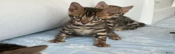 Bengal cats for sale: Adorable Bengal kittens pedigree ready to reserve - Advert 19