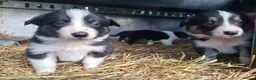 Border Collie dogs for sale: Beautiful Tri Coloured Collie Pups - Advert 8