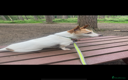 Jack Russell dogs for sale: Boy Jack  - Image 1