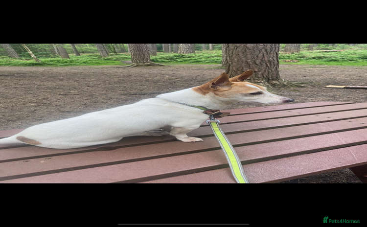 Jack Russell dogs - Advert 9