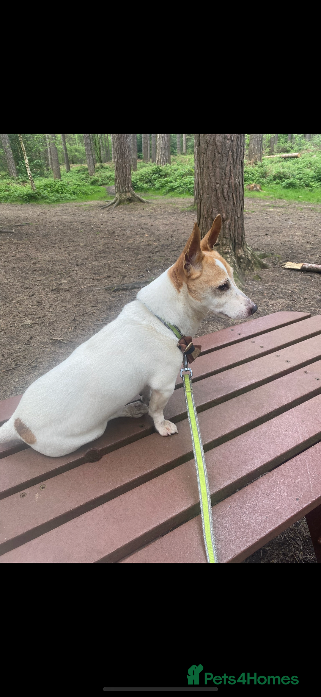 Jack Russell dogs for sale: Boy Jack  - Image 1