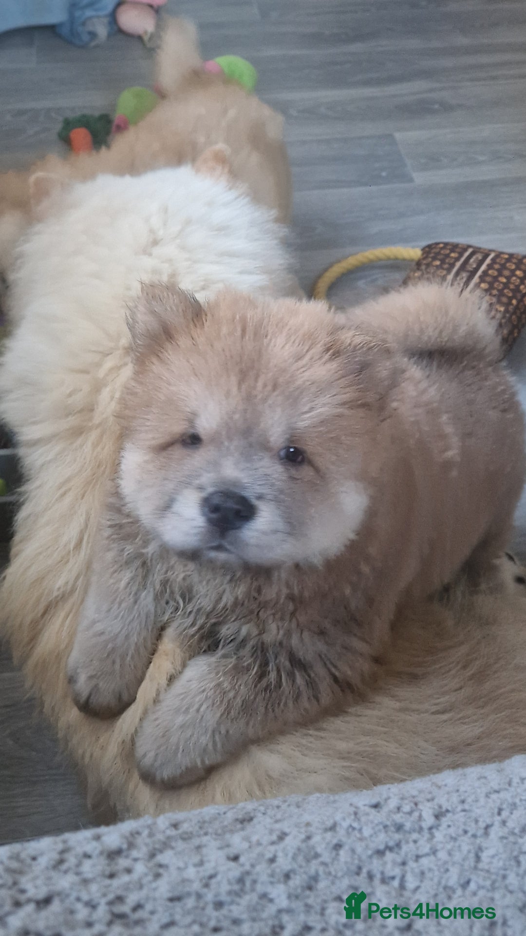 Chow Chow dogs for sale: Chow chow puppy - Image 8