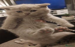 British Shorthair cats for sale: STUNNING BSH LILAC KITTENS 3 MALES/1 FEMALE  - Advert 25