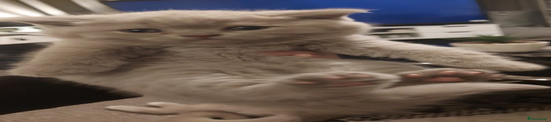 British Shorthair Kitten 2