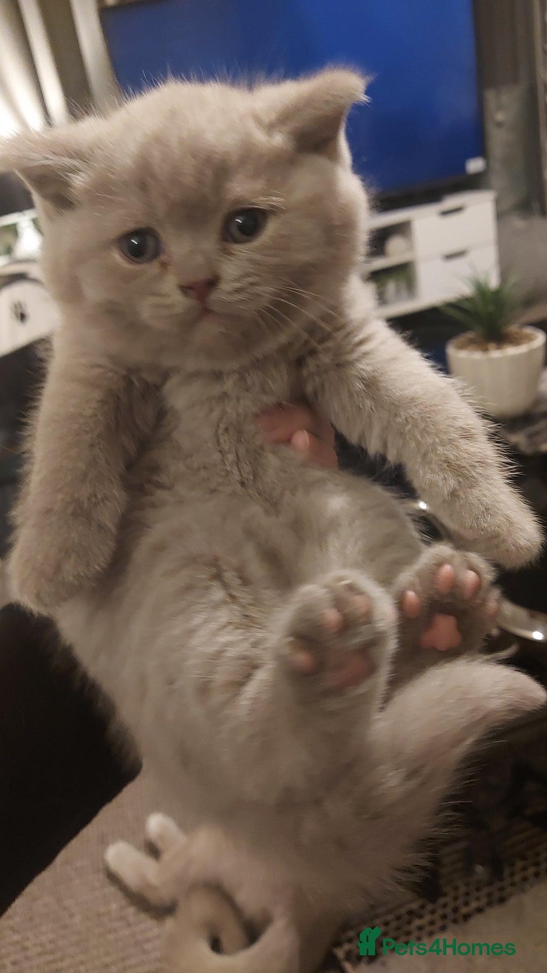 British Shorthair cats for sale: STUNNING BSH LILAC KITTENS 3 MALES/1 FEMALE  - Advert 25