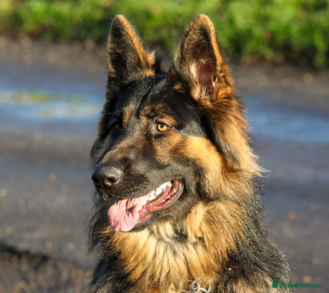 German Shepherd dogs for sale: Beautiful 11 month old Dark Sable Boy - Advert 6