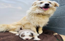 Border Collie dogs for sale: KC Reg (pending) Border Collie Puppies For Sale - Image 13