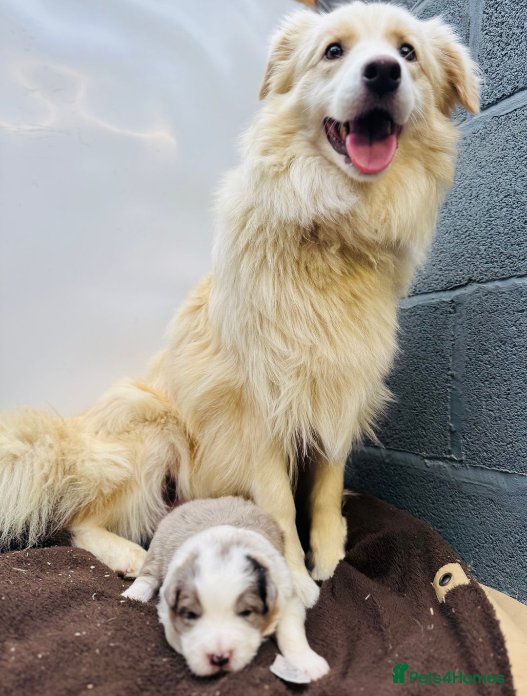 Border Collie dogs for sale: KC Reg (pending) Border Collie Puppies For Sale - Image 13