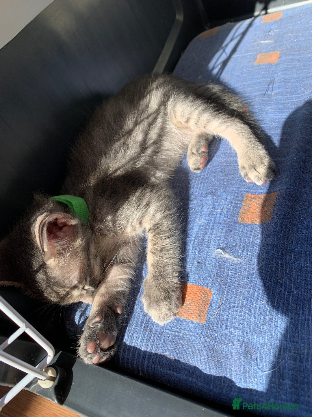 Siamese cats for sale: 2 half Siamese kittens  - Image 8