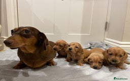 Miniature Dachshund dogs for sale: Beautiful miniature Dachshund puppies  - Image 1