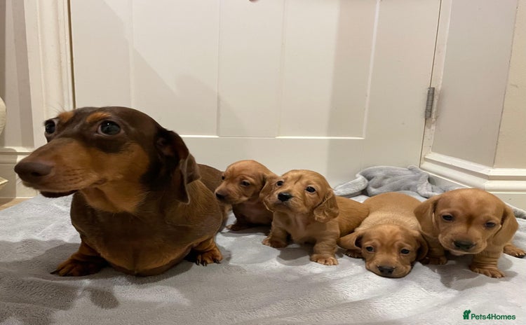 Miniature Dachshund dogs - Advert 3
