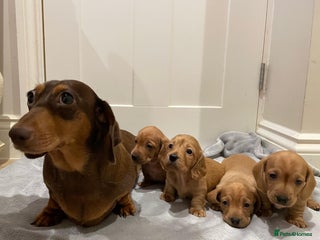 Miniature Dachshund dogs - Advert 19