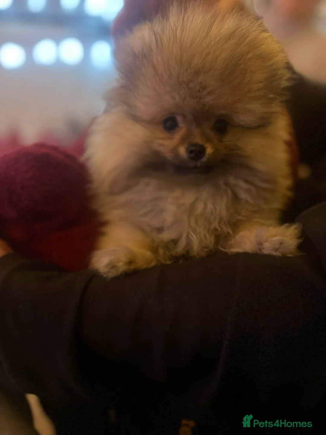 Pomeranian dogs for sale: Russian bloodline pomeranian Kc registered  - Advert 14