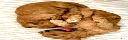 Toy Poodle dogs for sale: KC registered 5GEN Toy Poodle Health tested - Advert 6