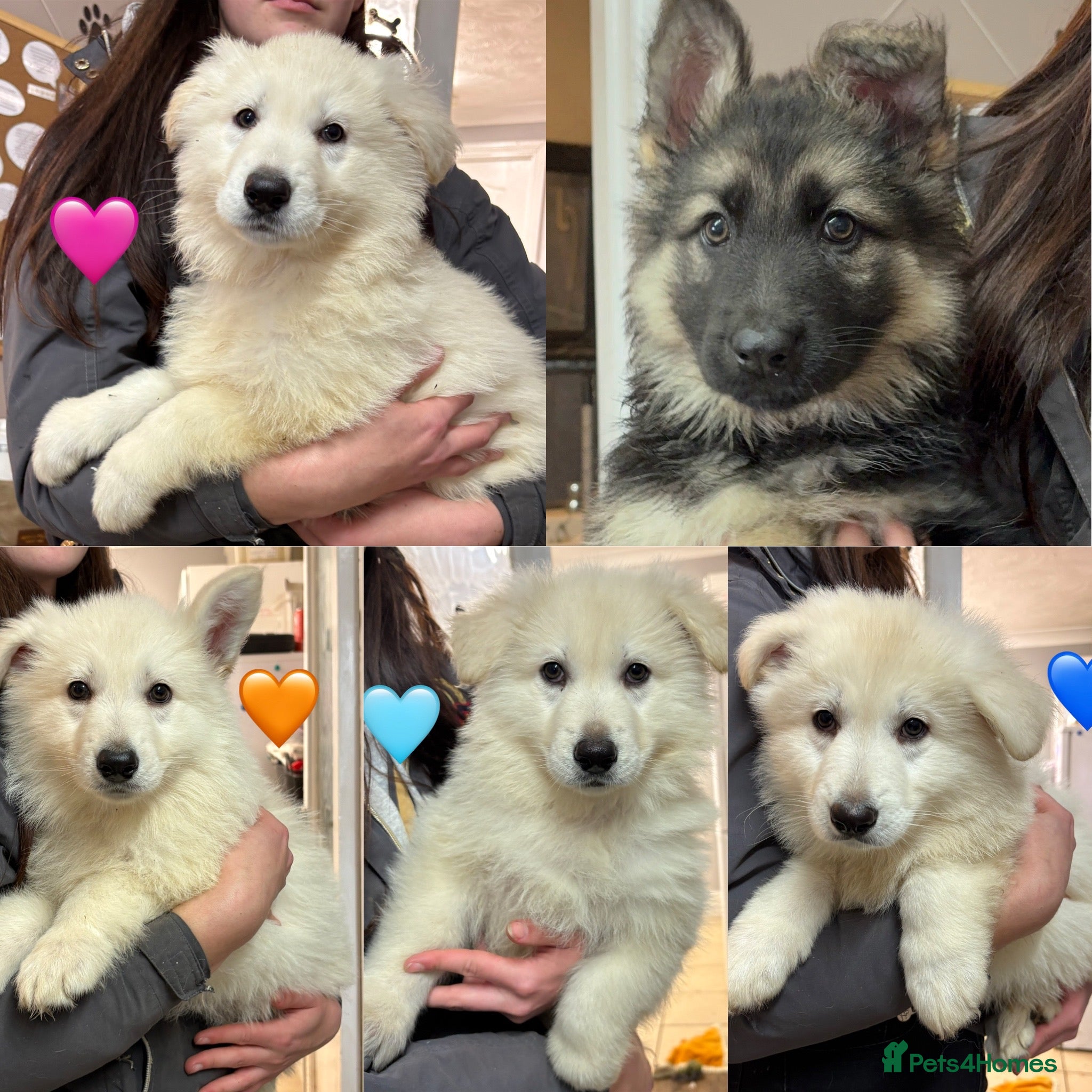 German Shepherd dogs READY NOW! KC German Shepherd Puppies 👀🏡 - Advert 2