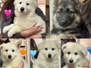 German Shepherd dogs READY NOW! KC German Shepherd Puppies 👀🏡 - Advert 2