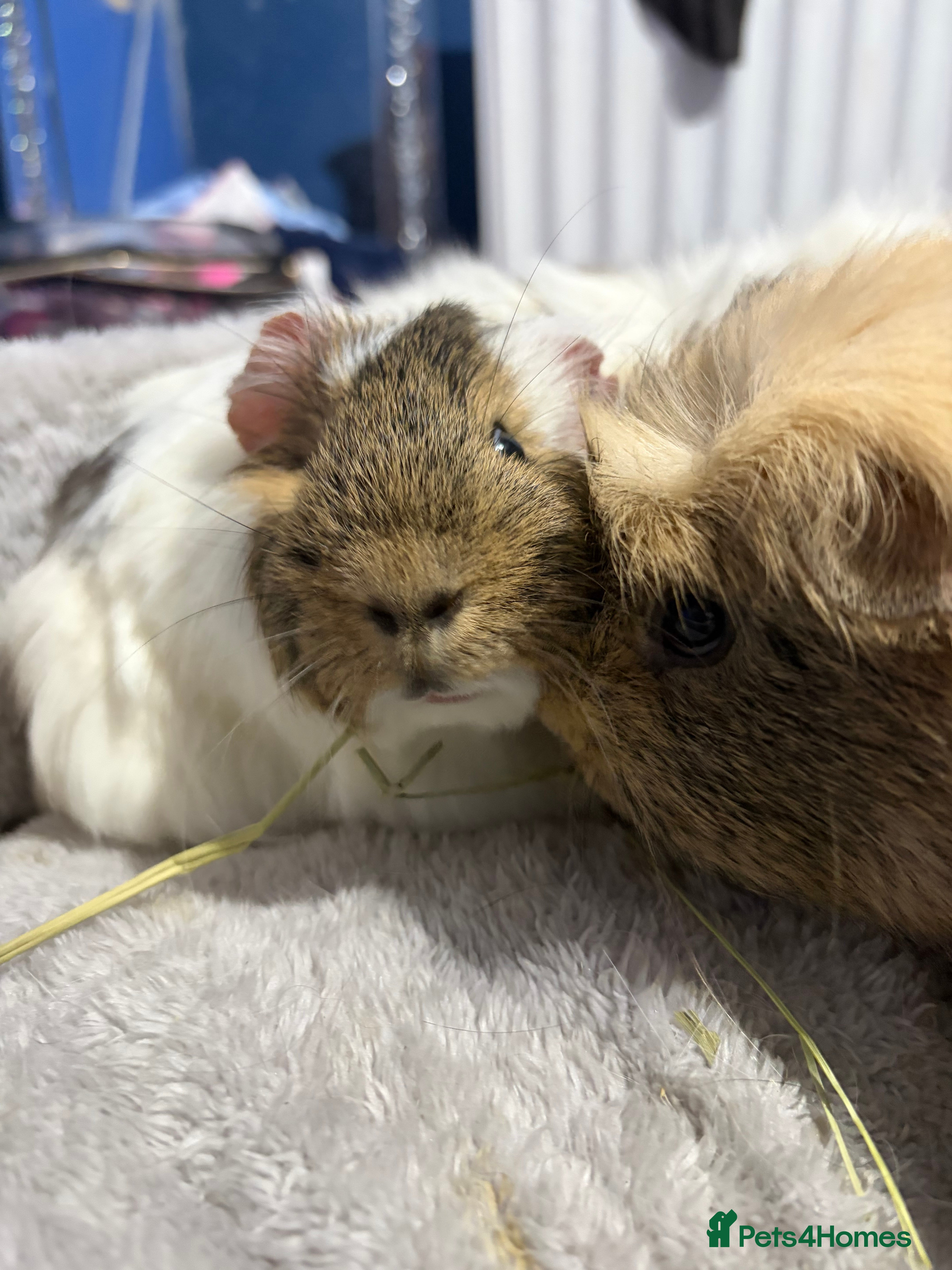 Guinea Pig rodents trio of boys for rehoming  - Advert 1