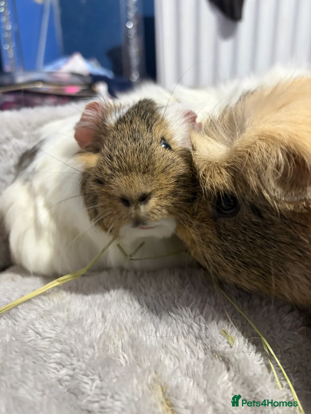 Guinea Pig rodents for sale: trio of boys for rehoming  - Advert 1