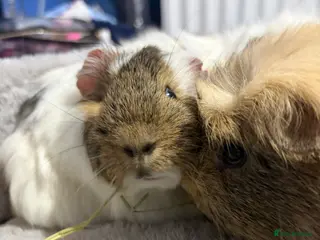 Guinea Pig rodents trio of boys for rehoming - Advert 1
