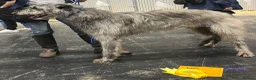 Deerhound dogs for stud: Pedigree Scottish Deerhound stud - Advert 12