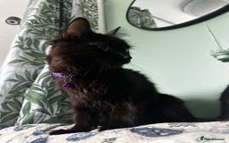 Mixed Breed cats for sale: 2 long haired black females❤️ - Image 8
