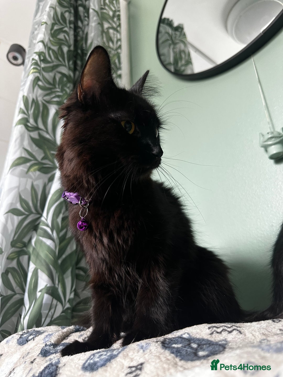 Mixed Breed cats for sale: 2 long haired black females❤️ - Image 8