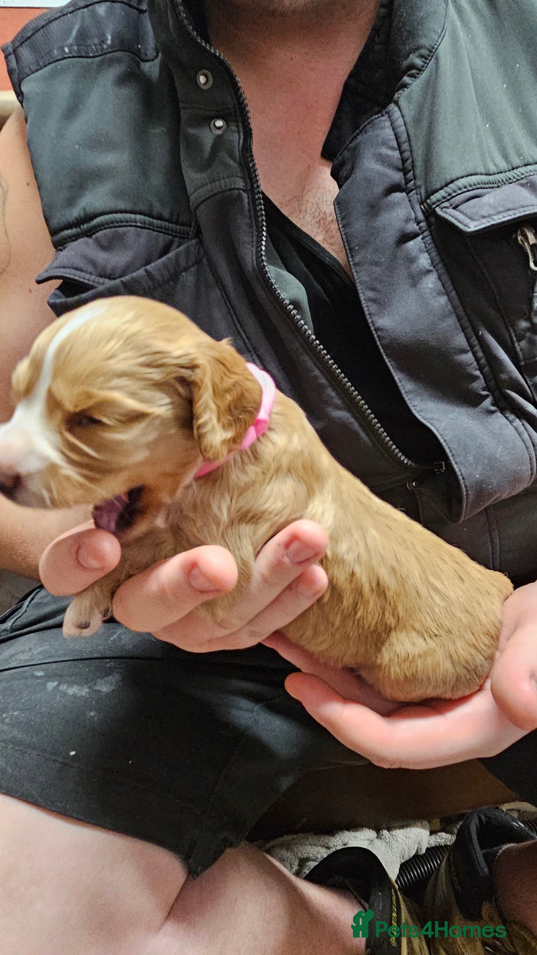 Cocker Spaniel dogs for sale: Beautiful cocker spaniel  - Advert 28