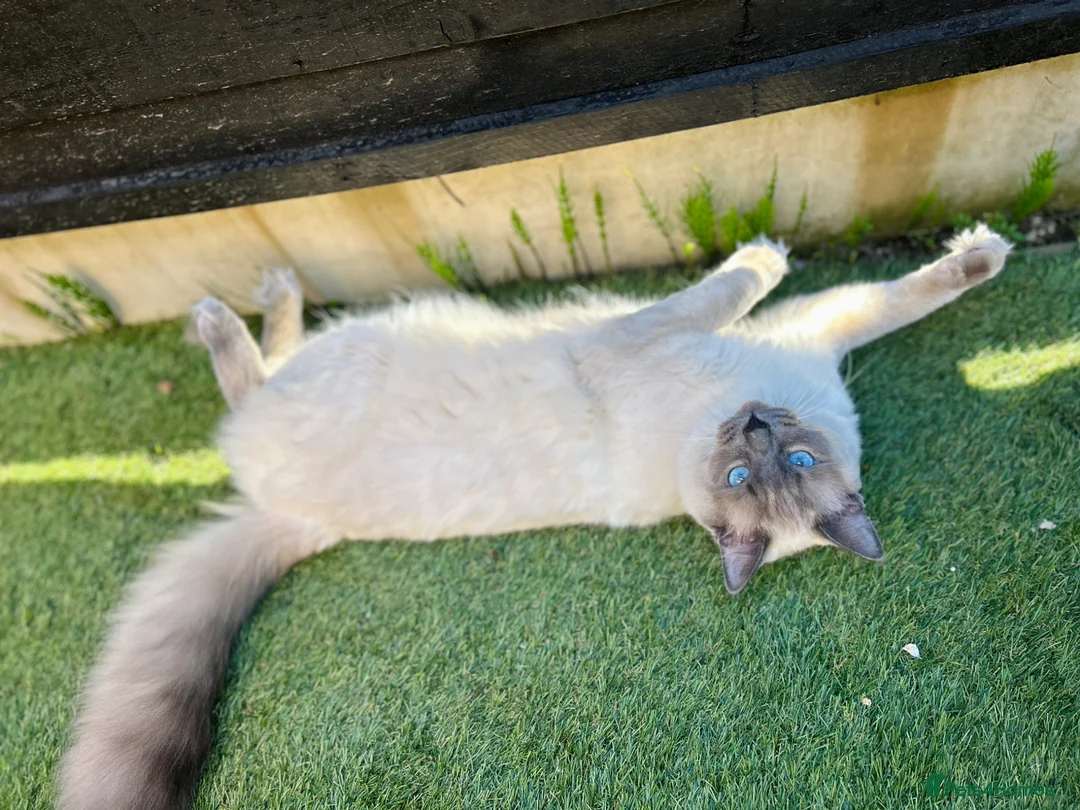 Ragdoll cats for sale: Female ragdoll kitten  - Advert 6