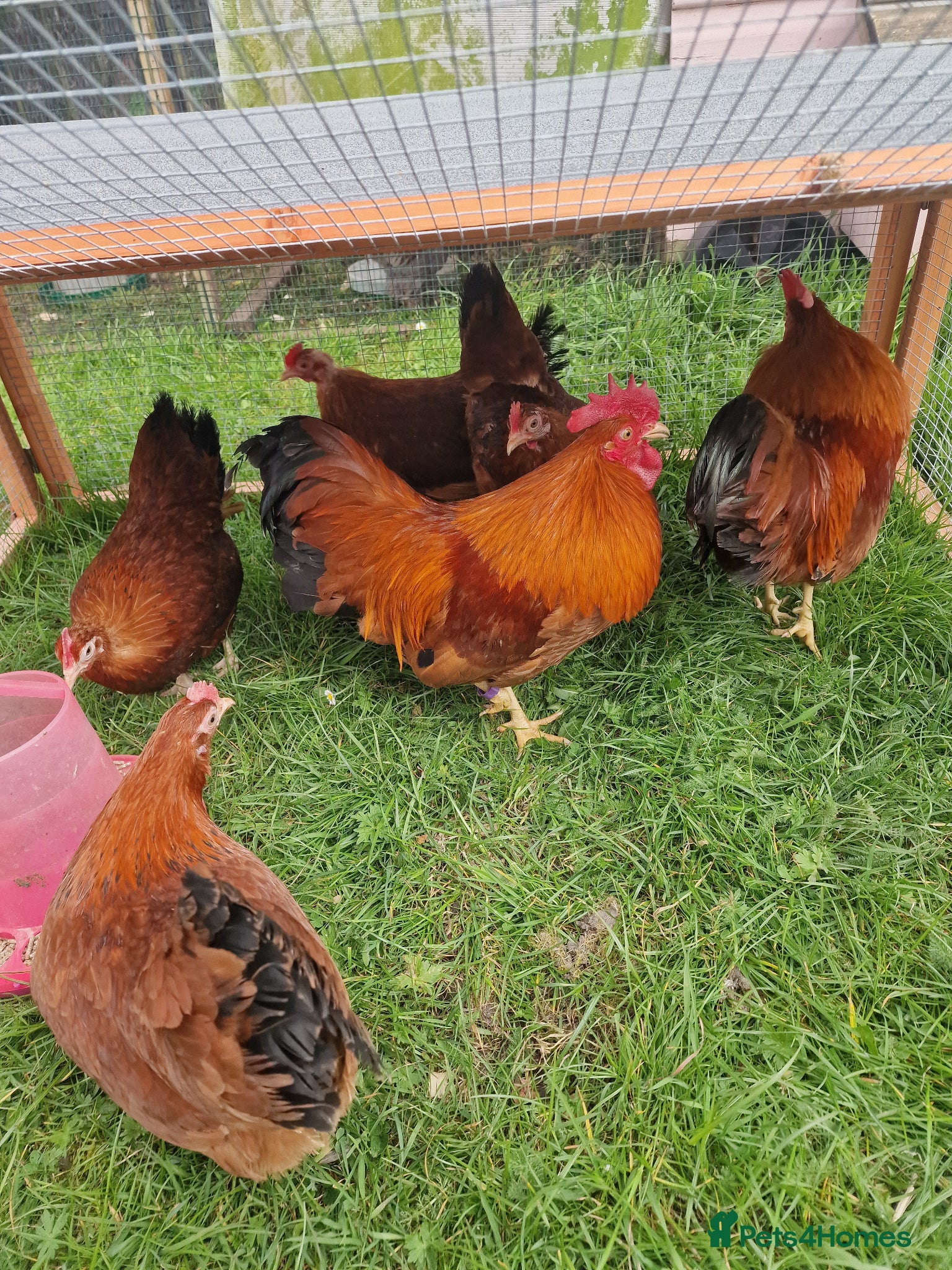 Chickens poultry for sale: Chicks for sale  - Advert 6