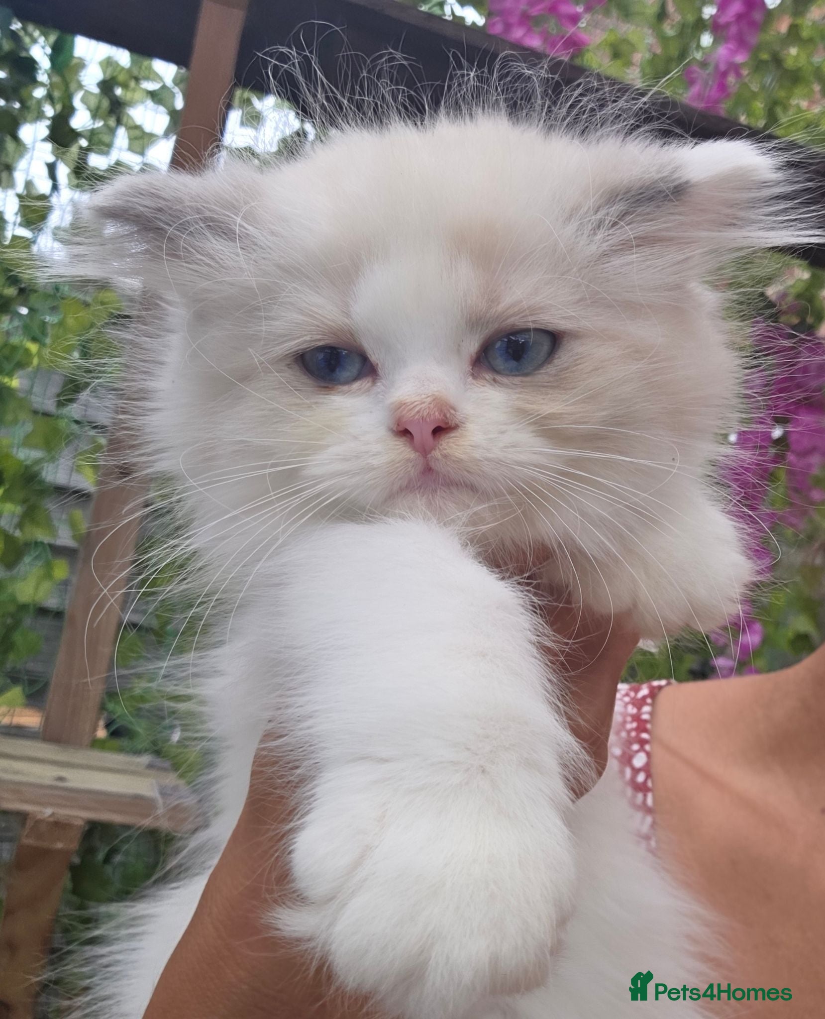 Persian cats Persian x Ragdoll girls - Advert 2