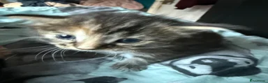 Norwegian Forest Cat 1