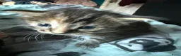 Norwegian Forest Cat cats for sale: Norwegian forest cross - Advert 3