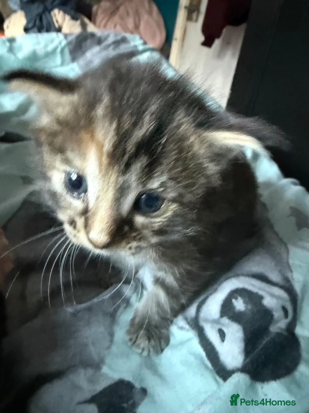 Norwegian Forest Cat cats for sale: Ready to leave now  - Advert 8