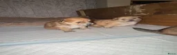 Mixed Breed dogs for sale: Pomeranian cross puppies  in Swindon - Advert 9