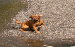 Labrador Retriever dogs for stud: Stud Dog – Jura (Morar’s Extravagance) Fox Red - Image 5