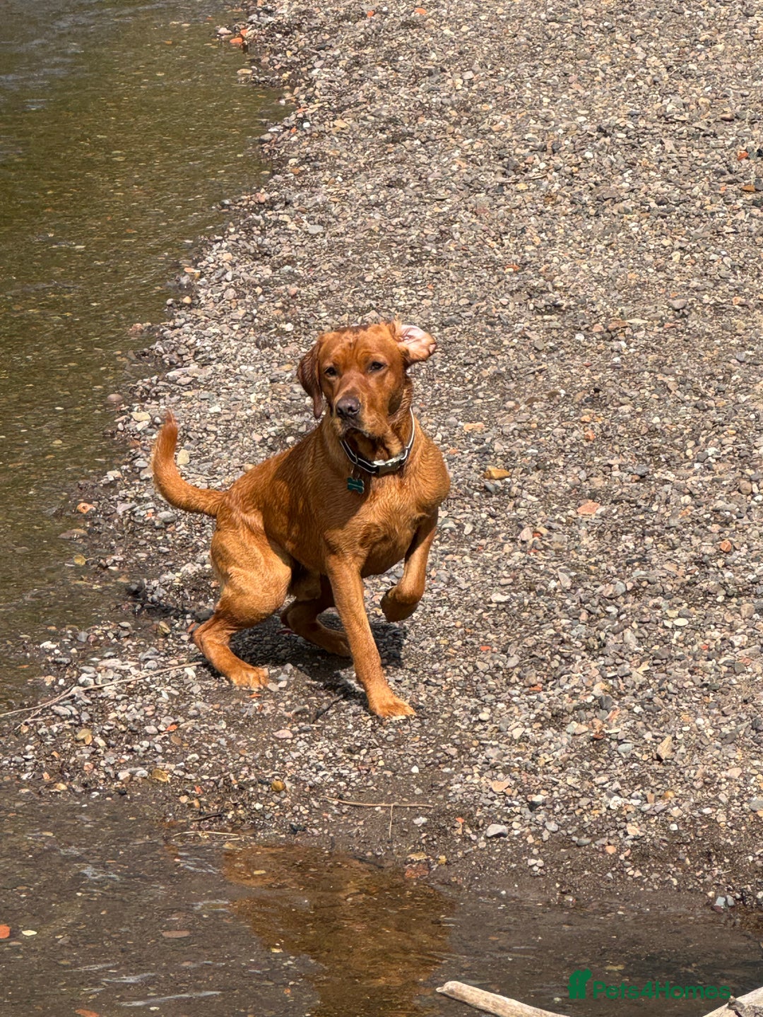 Labrador Retriever dogs for stud: Stud Dog – Jura (Morar’s Extravagance) Fox Red - Image 5
