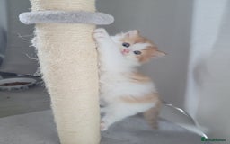 Persian cats for sale: 5 Gorgeous Persian Kittens up for sale! - Image 4