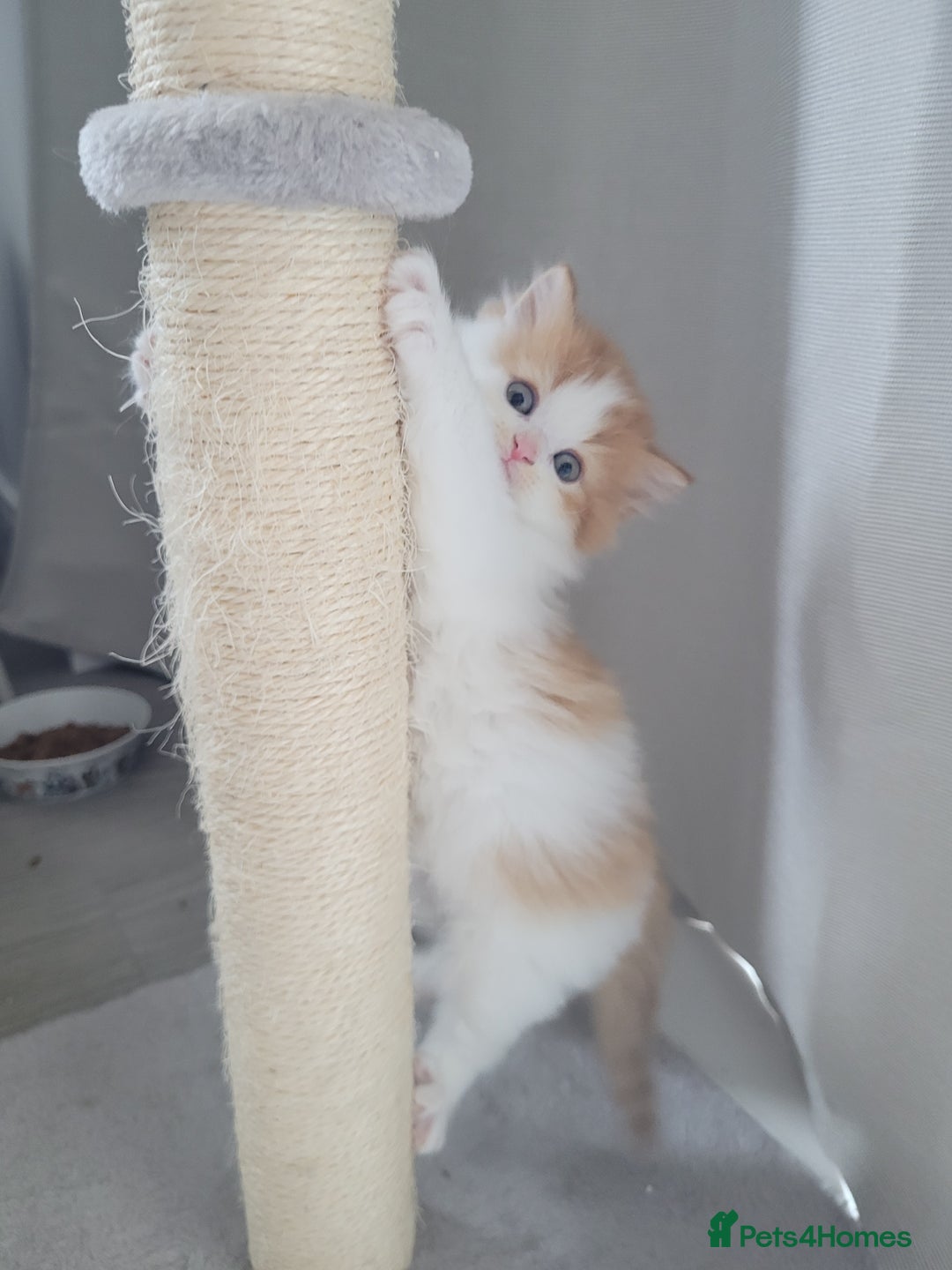 Persian cats for sale: 5 Gorgeous Persian Kittens up for sale! - Image 4