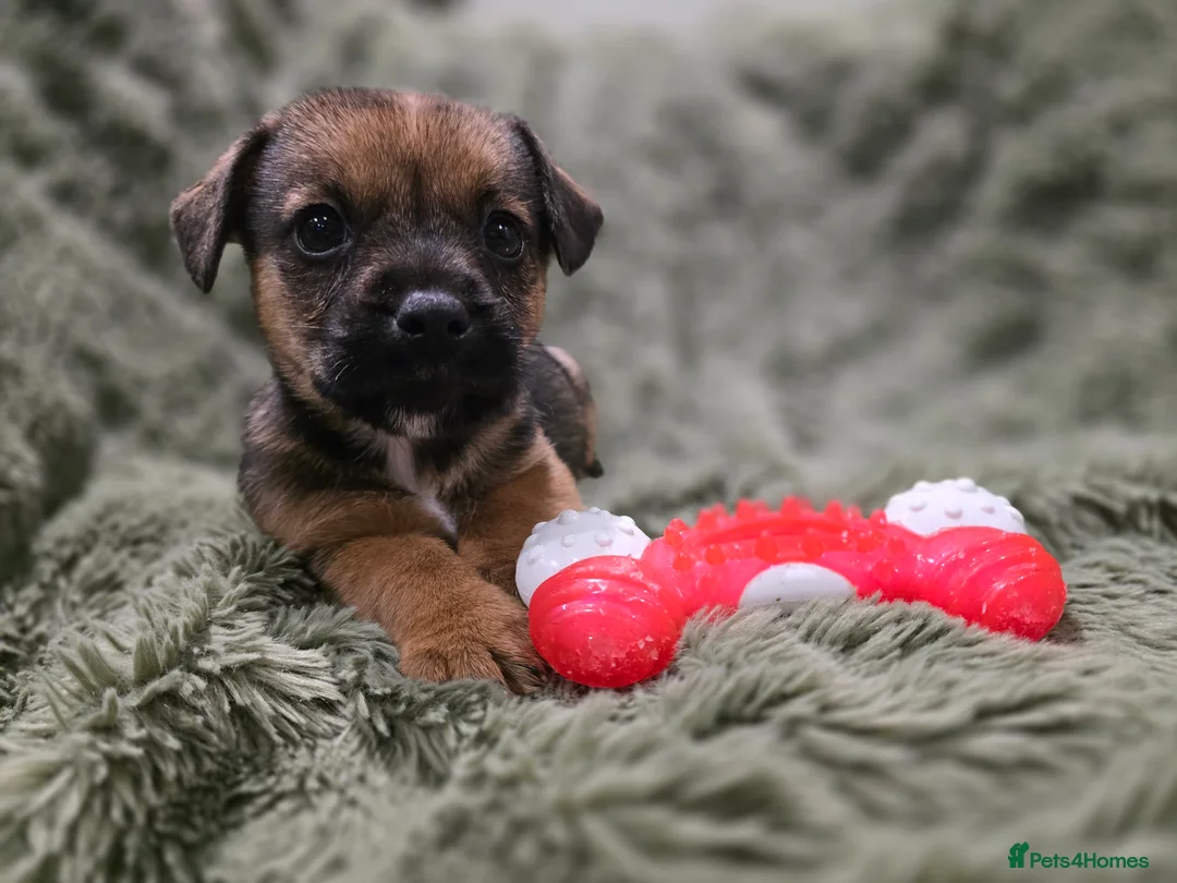 Mixed Breed dogs for sale: Puppies - Advert 2